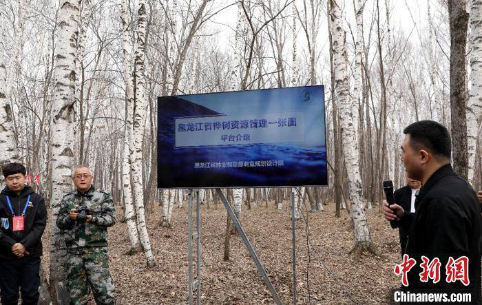 黑龙江：今年预计采集20万吨桦树汁 带动林区增收超4亿元