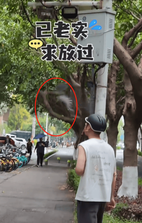 从“单挑”到“群殴”，厦门男生三次遭鸟儿攻击，野保专家：繁殖季鸟儿“护雏”行为